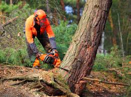 Best Stump Grinding and Removal  in Magalia, CA